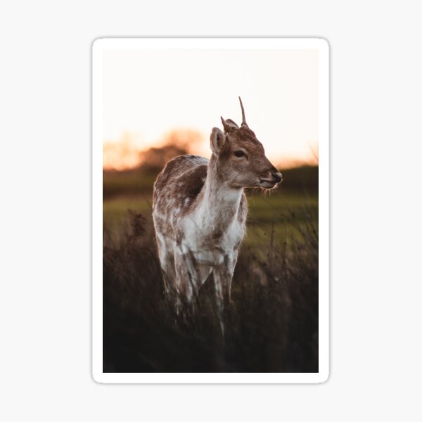 Knole Park - Deer at Sunrise Sticker
