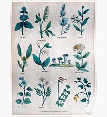 Póster Litografía del siglo XIX de flores y plantas comunes