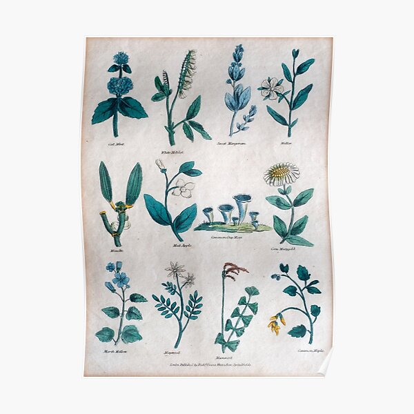 Lithographie des 19. Jahrhunderts von gemeinen Blumen und Pflanzen Poster