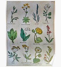 19th century lithography of common flowers and plants Poster