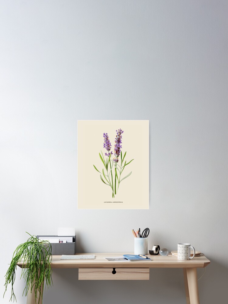 Póster «Ilustración botánica antigua lavanda» de backtoblackttt | Redbubble