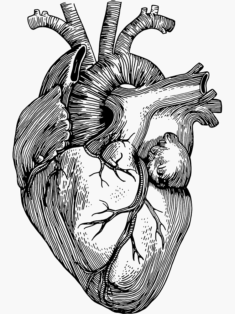 Орган сердце человека рисунок. Человеческое сердце эскиз. Человеческое сердце гравюра.