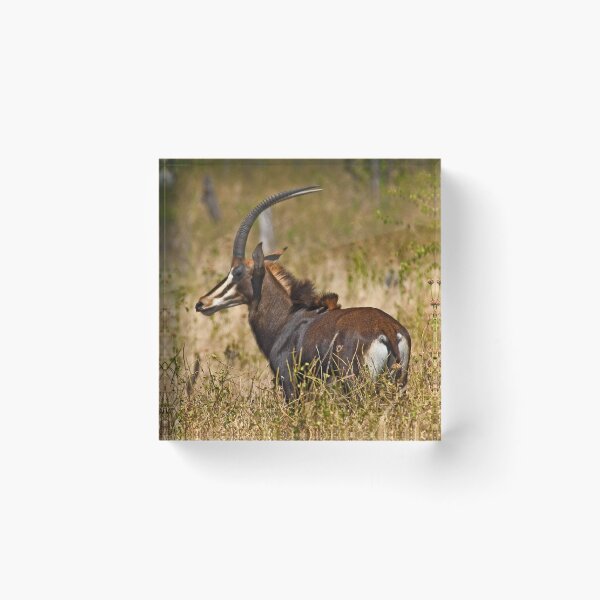 Item preview, Sable Antelope (Hippotragus niger) designed and sold by Out there! Photography.