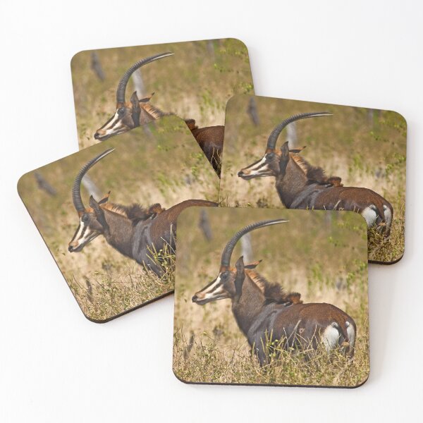 Item preview, Sable Antelope (Hippotragus niger) designed and sold by Out there! Photography.