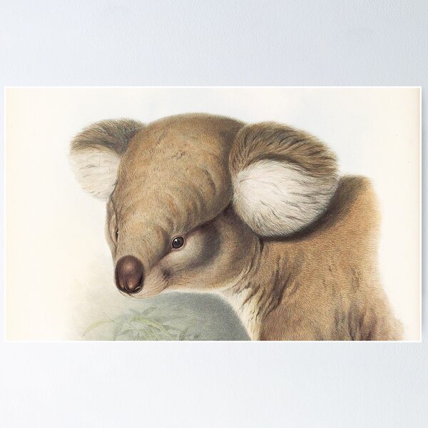 Item preview, Koala (closeup)  illustration Australian animals series designed and sold by Vintage Designs +.
