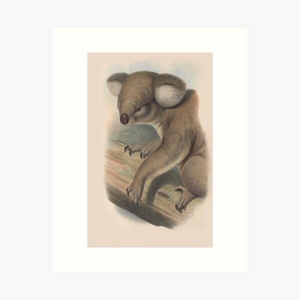 Item preview, Koala illustration Australian animals series designed and sold by Vintage Designs +.