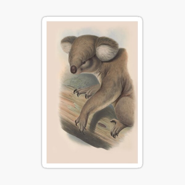 Item preview, Koala illustration Australian animals series designed and sold by Vintage Designs +.