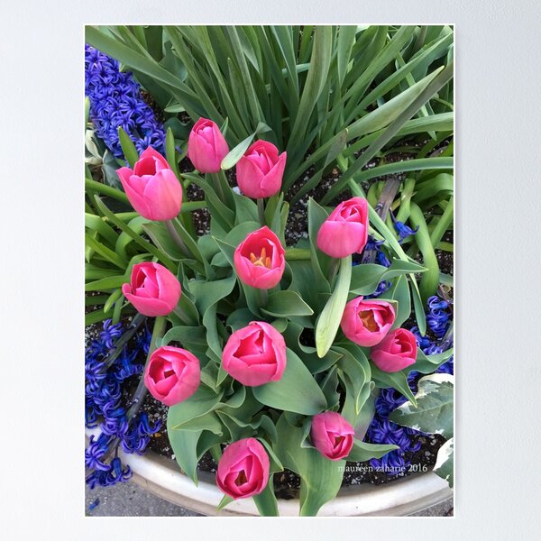Artikelvorschau, pInK Tulpen, Frühling in New York entworfen und verkauft von Maureen Zaharie.