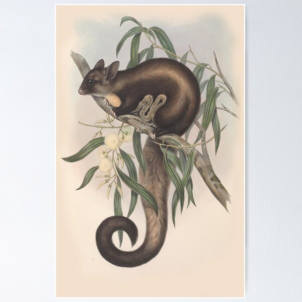 Item preview, flying squirrel  illustration Australian animals series designed and sold by Vintage Designs +.