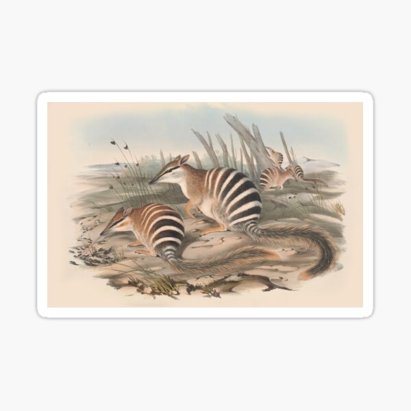 Item preview, Zebra Shrew  illustration Australian animals series designed and sold by Vintage Designs +.