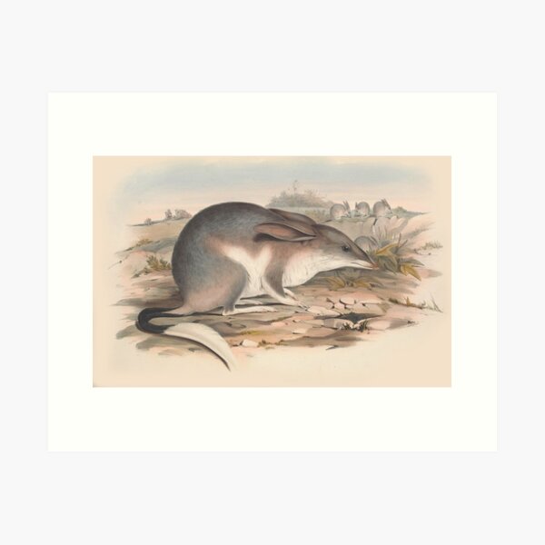 Item preview, Desert Shrew illustration Australian animals series designed and sold by Vintage Designs +.
