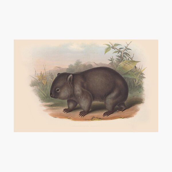 Item preview, Wombat illustration Australian animals series designed and sold by Vintage Designs +.