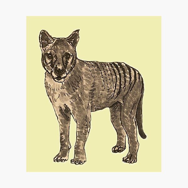 Thylacine Photographic Print