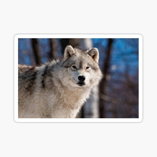 Arctic Wolf Sticker