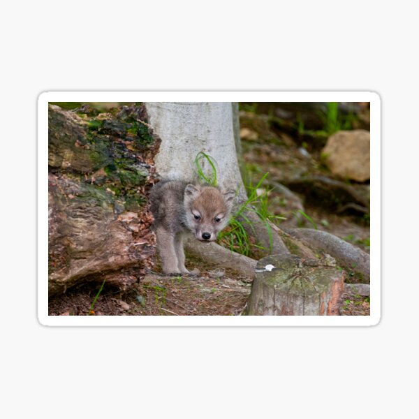 Arctic Wolf Pup Sticker