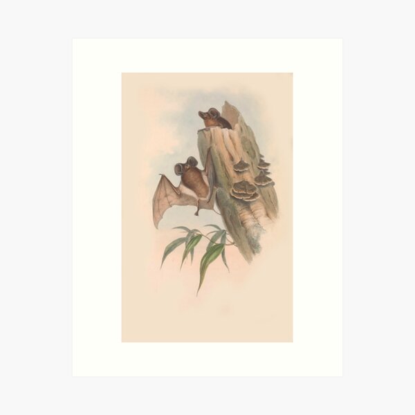 Item preview, Bats on a log illustration Australian animals series designed and sold by Vintage Designs +.