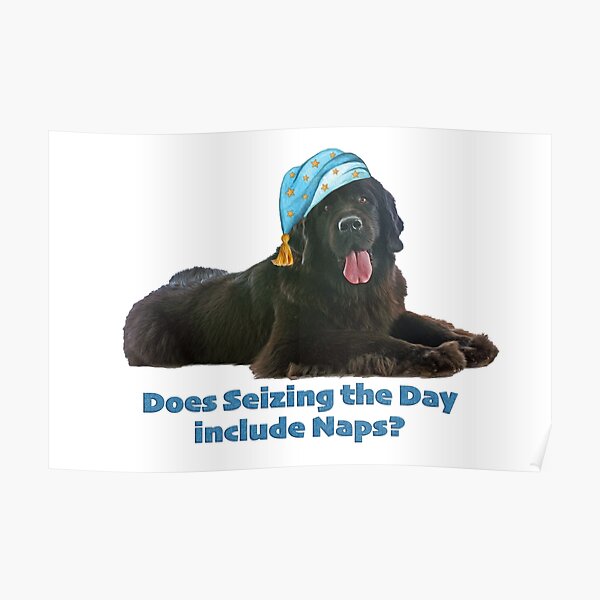Seize the Day Newfie Poster