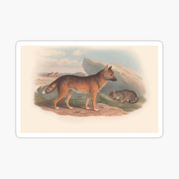 Item preview, Dingo illustration Australian animals series designed and sold by Vintage Designs +.
