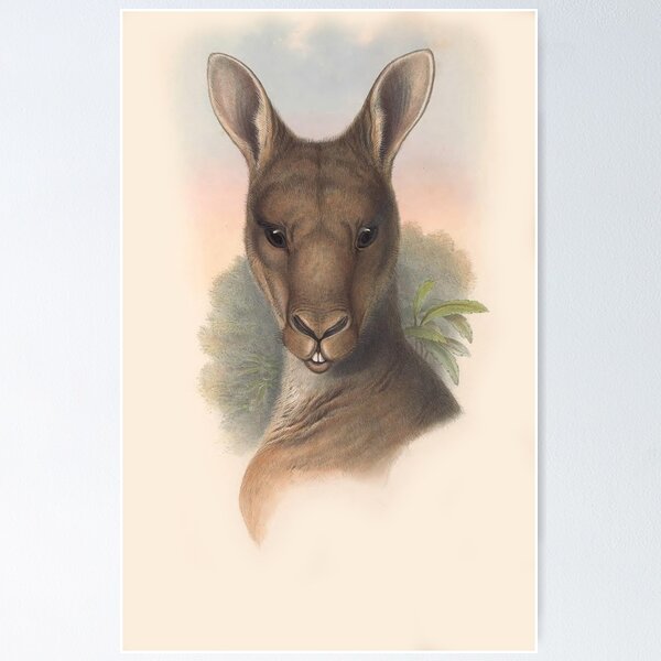 Item preview, Kangaroo  illustration Australian animals series designed and sold by Vintage Designs +.