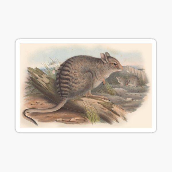 Item preview, Striped rat illustration Australian animals series designed and sold by Vintage Designs +.