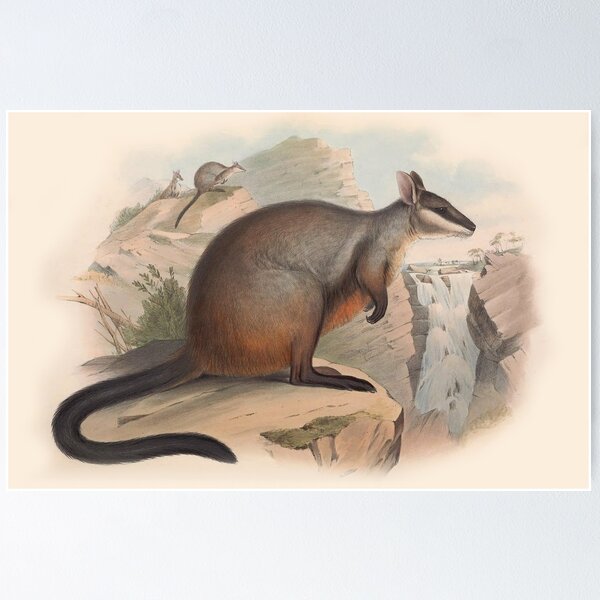 Item preview, Kangaroo illustration Australian animals series designed and sold by Vintage Designs +.