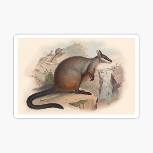 Item preview, Kangaroo illustration Australian animals series designed and sold by Vintage Designs +.