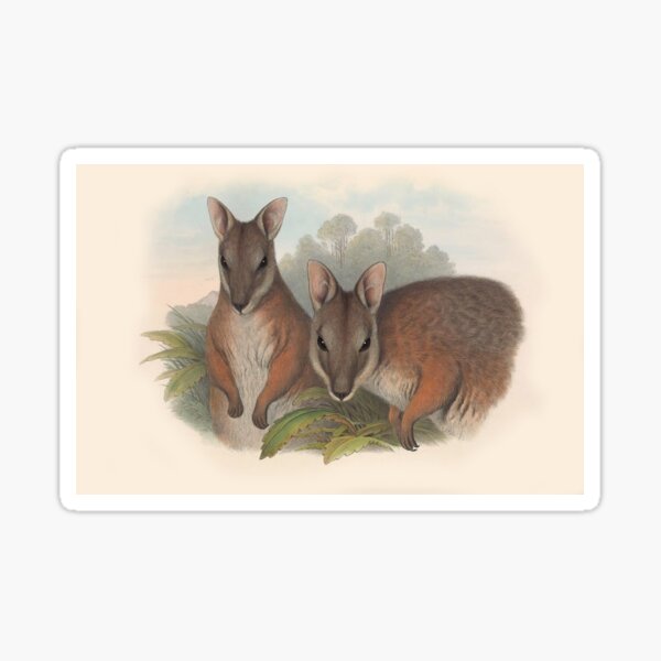 Item preview, Kangaroos illustration Australian animals series designed and sold by Vintage Designs +.