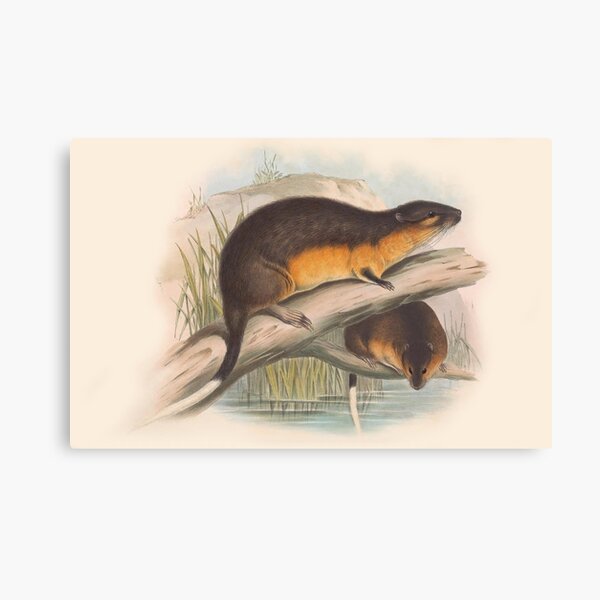 Item preview, Water rat illustration Australian animals series designed and sold by Vintage Designs +.
