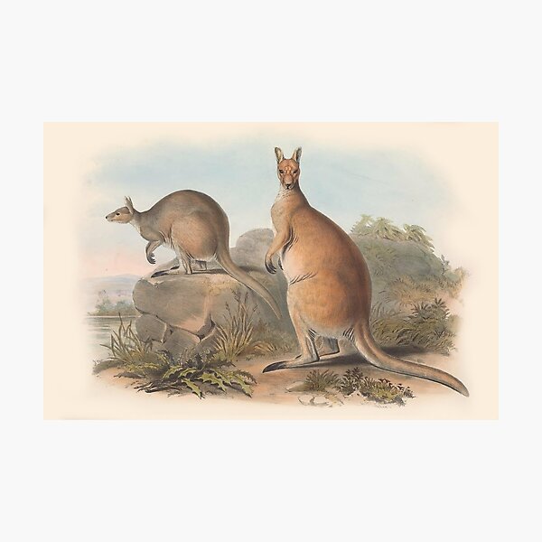 Item preview, Kangaroos illustration Australian animals series designed and sold by Vintage Designs +.