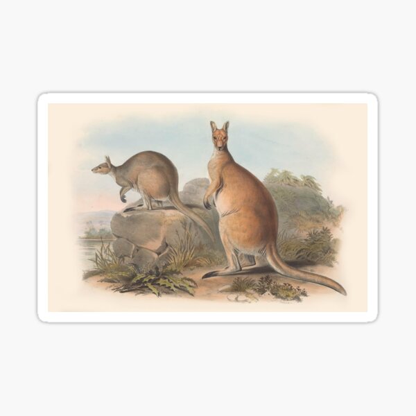 Item preview, Kangaroos illustration Australian animals series designed and sold by Vintage Designs +.