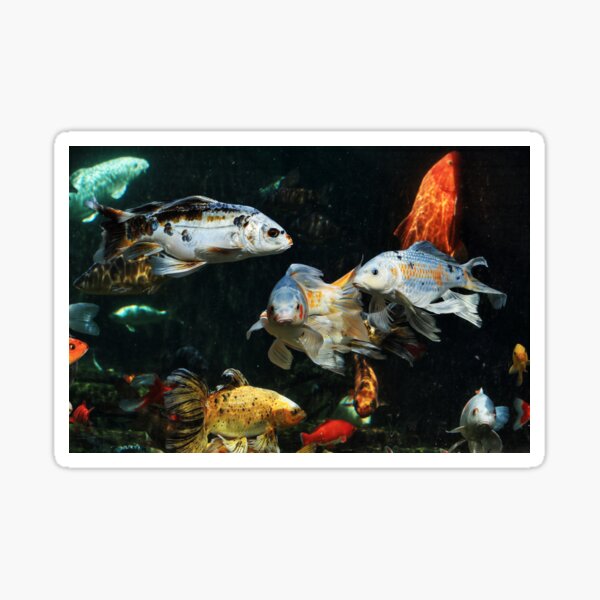 Featured image of post Ornamental Carp Fantasy Life