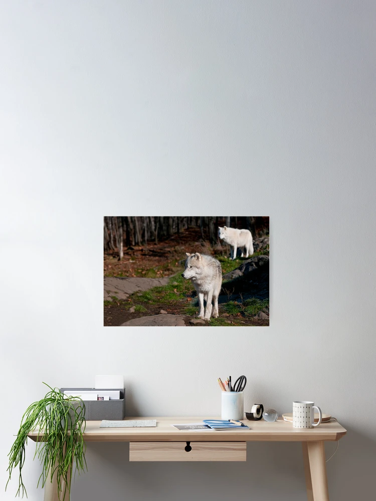 Thumbnail 2 of 3, Poster, Timber Wolves designed and sold by Michael Cummings.
