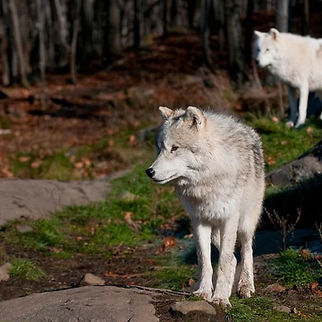 Artwork thumbnail, Timber Wolves by Michael Cummings