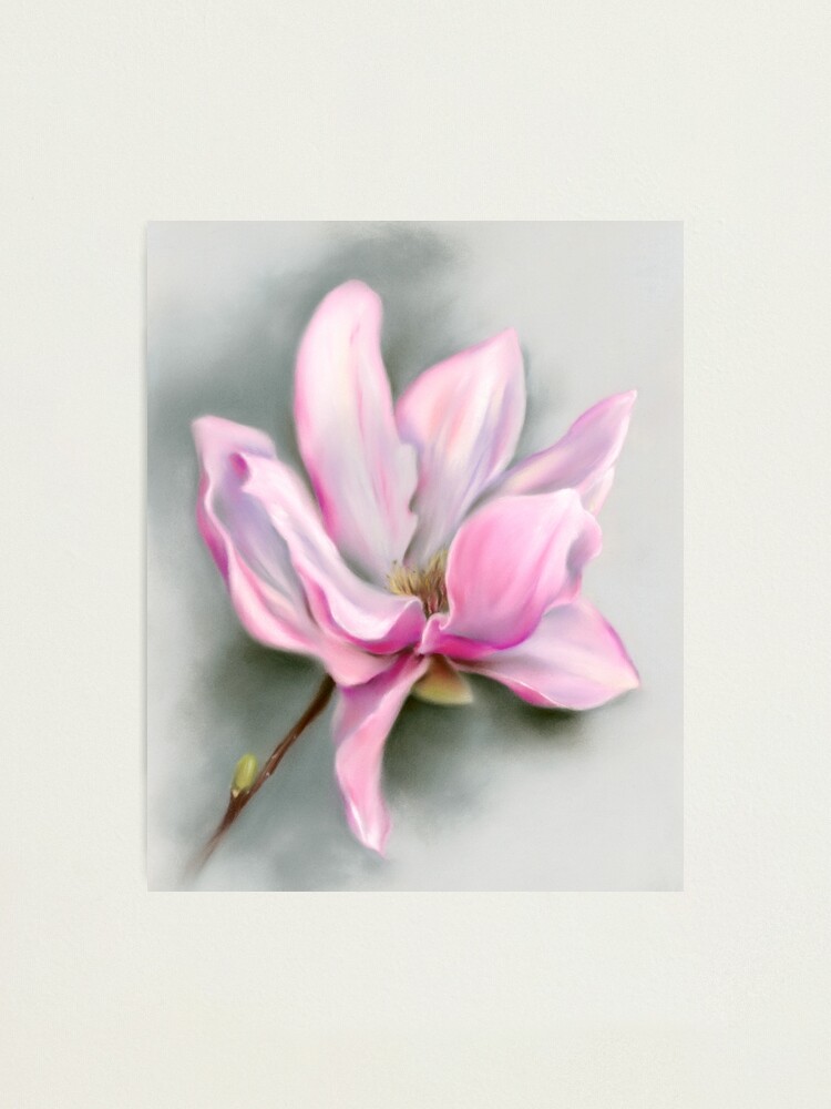 Lámina fotográfica «Flor de primavera de magnolia rosa» de MMAndersonArt |  Redbubble