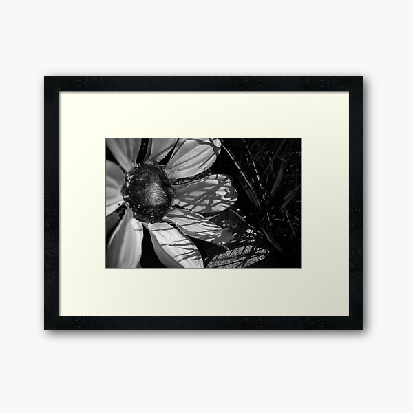 Shadows and Sunflowers Framed Art Print