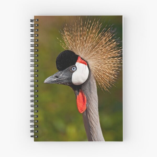 Item preview, Grey Crowned Crane (Balearica regulorum) designed and sold by Out there! Photography.