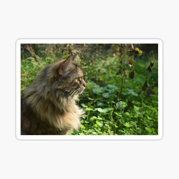 Tortoiseshell Cat in Grass Sticker