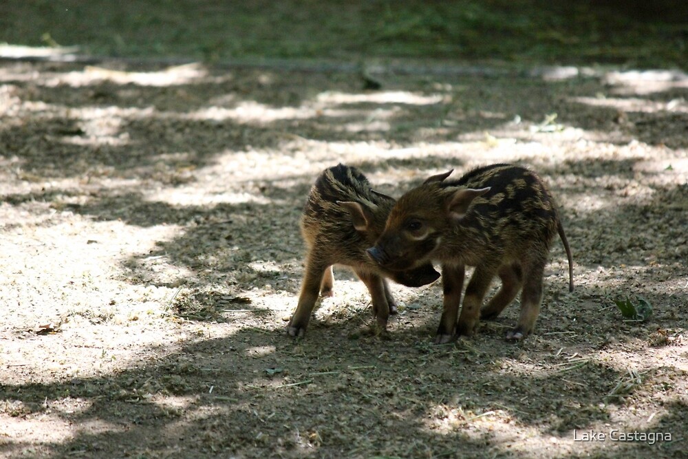 "Baby Red River Hogs" by Seth Harrington | Redbubble