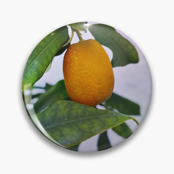 Artikelvorschau, Kumquat - Art von Zitruspflanze entworfen und verkauft von Victoria Riabov.