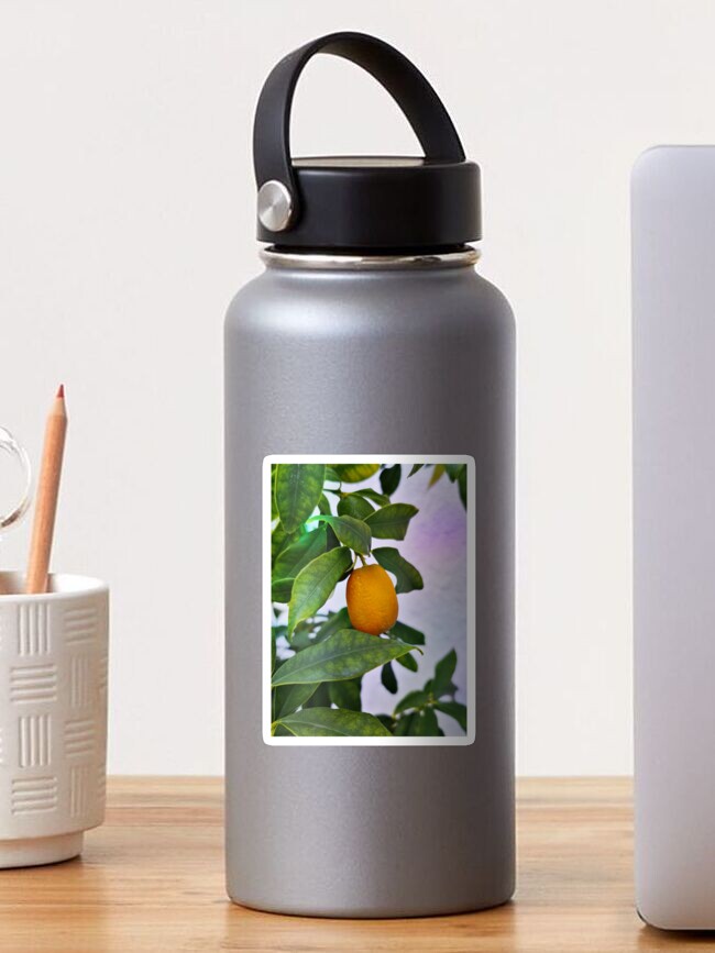 Thumbnail 1 of 3, Sticker, Kumquat - Kind of citrus plant designed and sold by Victoria Riabov.