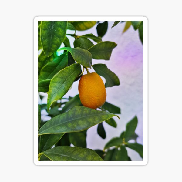 Kumquat - Kind of citrus plant Sticker