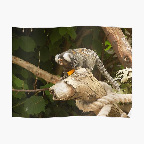 Marmoset Monkey at Longleat Safari Climbing with some Cheese Poster