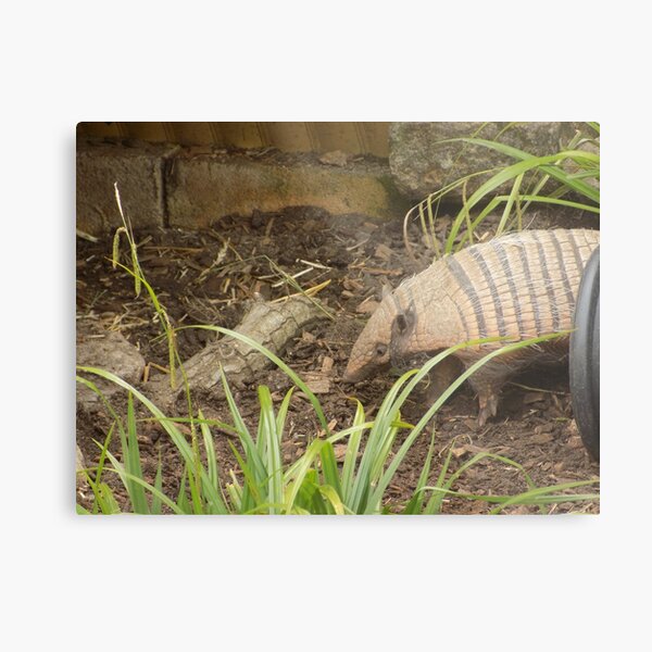 Armadillo in the Grass Metal Print