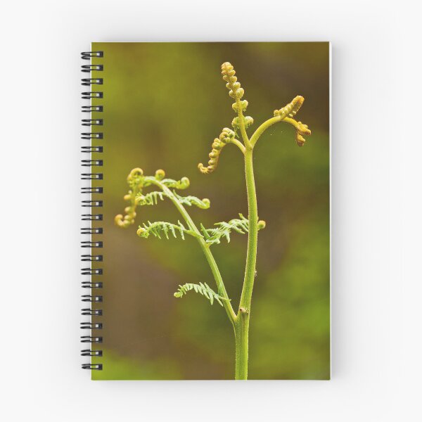 Item preview, Wood fern unrolling young fronds designed and sold by Out there! Photography.