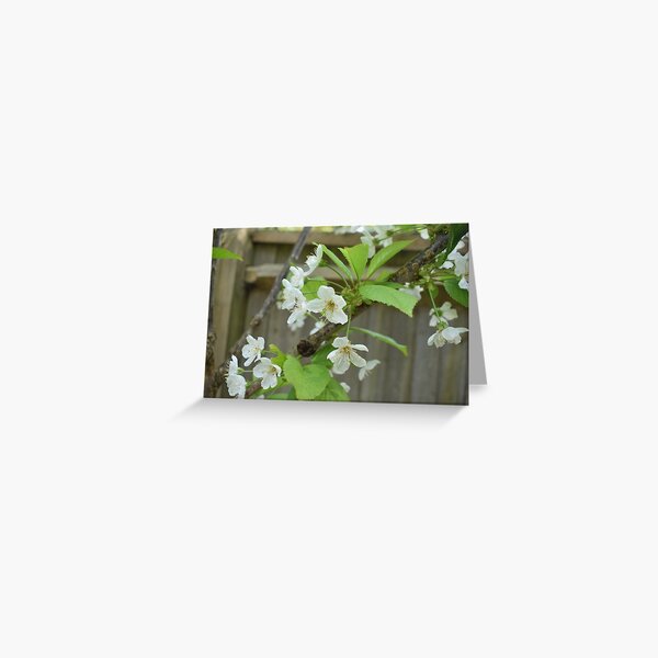 May Flower Blooming Greeting Card
