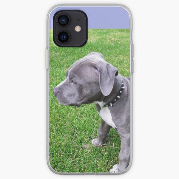 Funda Y Vinilo Para Iphone Precioso Bebe Cachorro De Pitbull Azul Con Arrugas De Christyb8 Redbubble