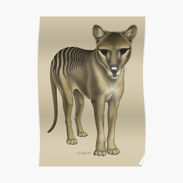 Alert Thylacine Poster