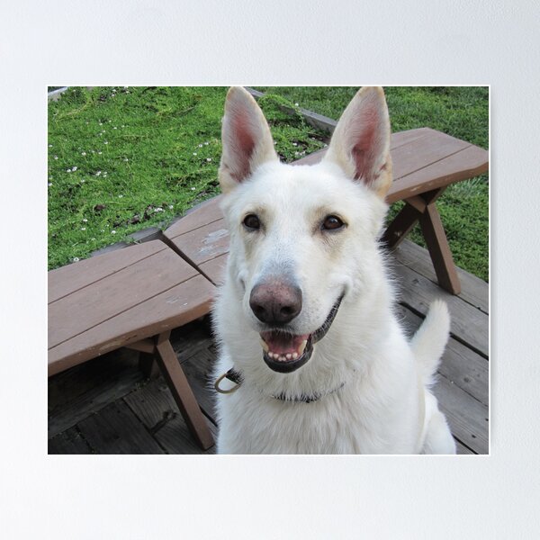 Item preview, White Dog designed and sold by ArcherArtist.