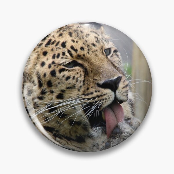 Item preview, Amur Leopard designed and sold by KMDavidPhoto.