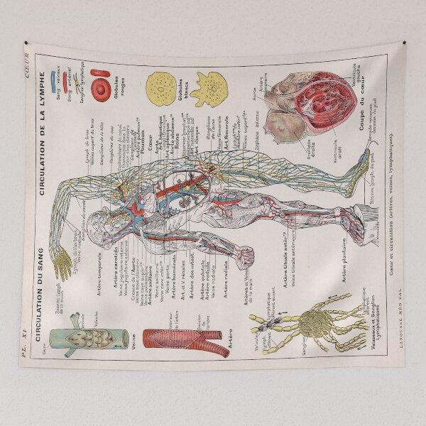 Item preview, Human Circulatory System Human Anatomy French Language Labeled Encyclopedia Diagram designed and sold by Ejaaz.
